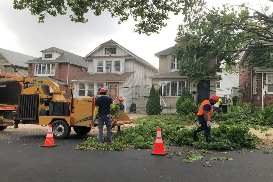 Tree Removal Service