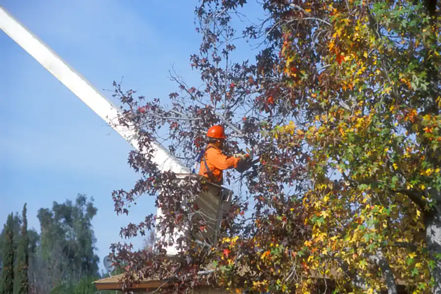 Tree Trimming Service